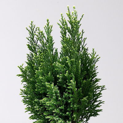 Kegelzypresse 'Snow White'®, Topf-Ø 13 cm, 3 Pflanzen