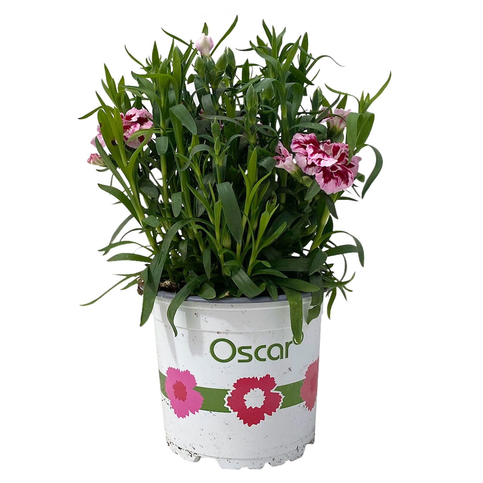 Dianthus 'Oscar®' zweifarbig, Topf-Ø 13 cm, 6 Stück