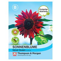 Thompson & Morgan Blumensamen Sonnenblumen Velvet Queen