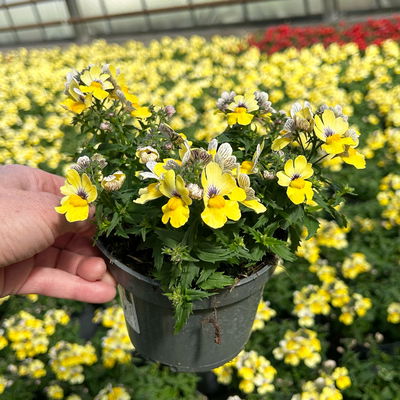 Nemesie, gelb, Topf-Ø 12 cm, 6 Pflanzen Nemesie, gelb, Topf-Ø 12 cm, 6 Pflanzen