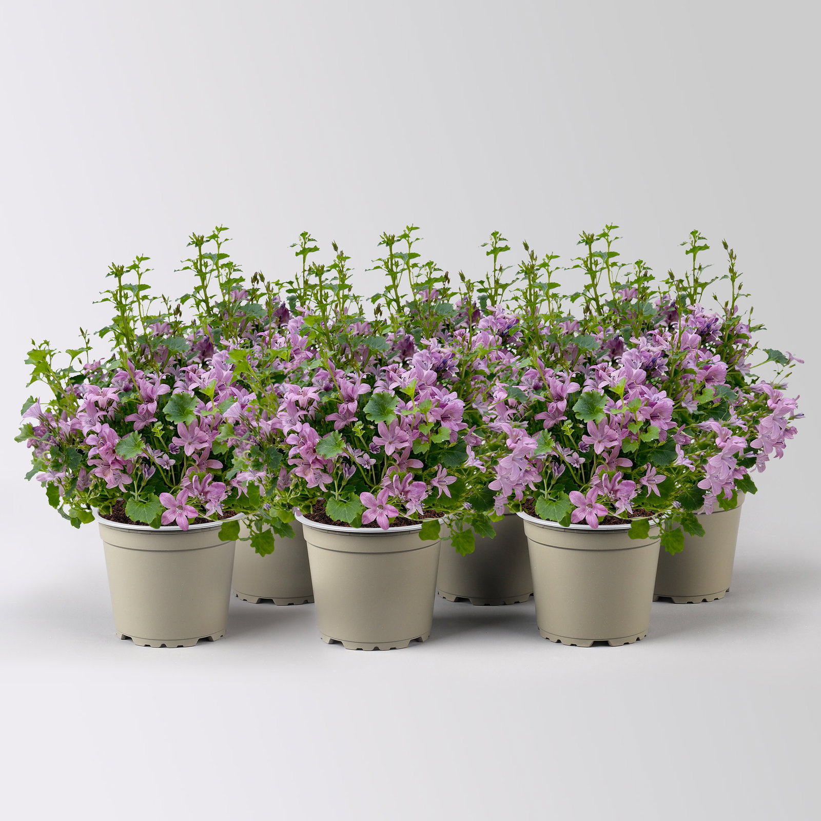 Campanula 'Ambella® Pink', rosa, Topf-Ø 12 cm, 6 Pflanzen