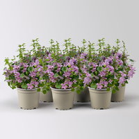 Campanula 'Ambella® Pink', rosa, Topf-Ø 12 cm, 6 Pflanzen