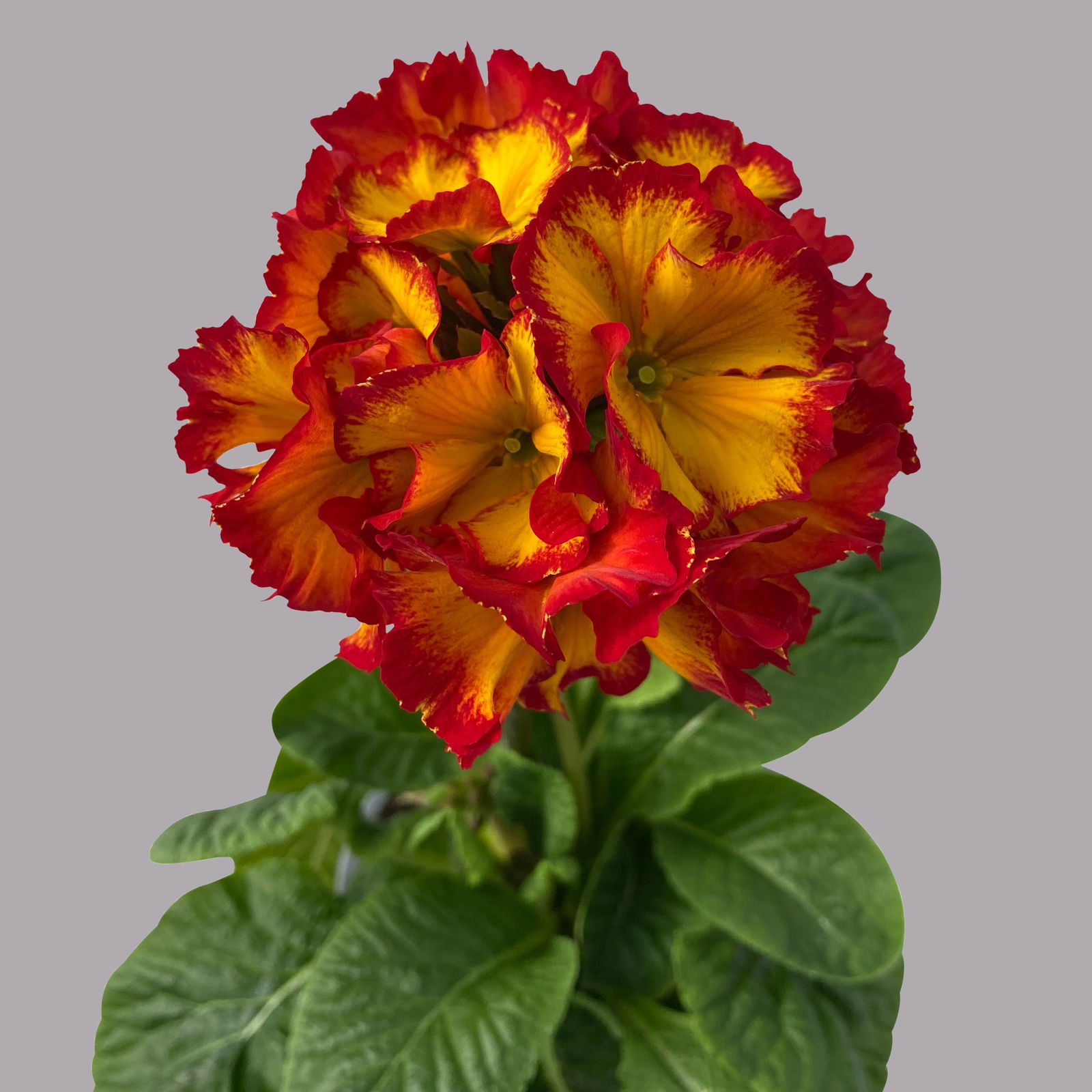 Hohe Schlüsselblume 'Inara® Fire' rot-gelb, Topf-Ø 13 cm, 6er-Set