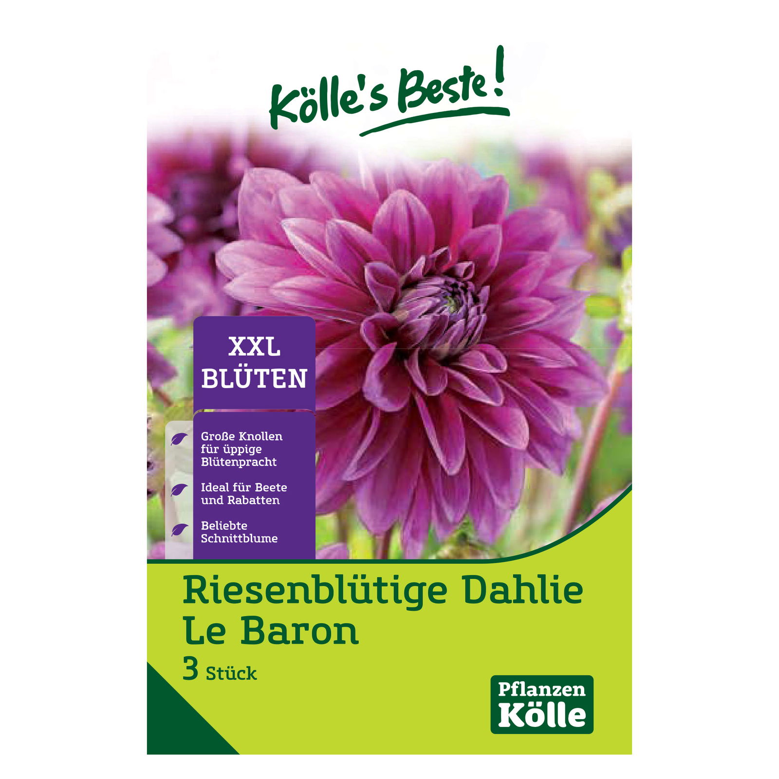 Riesenblütige Dahlie 'Thomas A. Edison', violett, Größe 1, 3 Blumenknollen