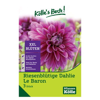 Riesenblütige Dahlie 'Thomas A. Edison', violett, Größe 1, 3 Blumenknollen Riesenblütige Dahlie 'Thomas A. Edison', violett, Größe 1, 3 Blumenknollen