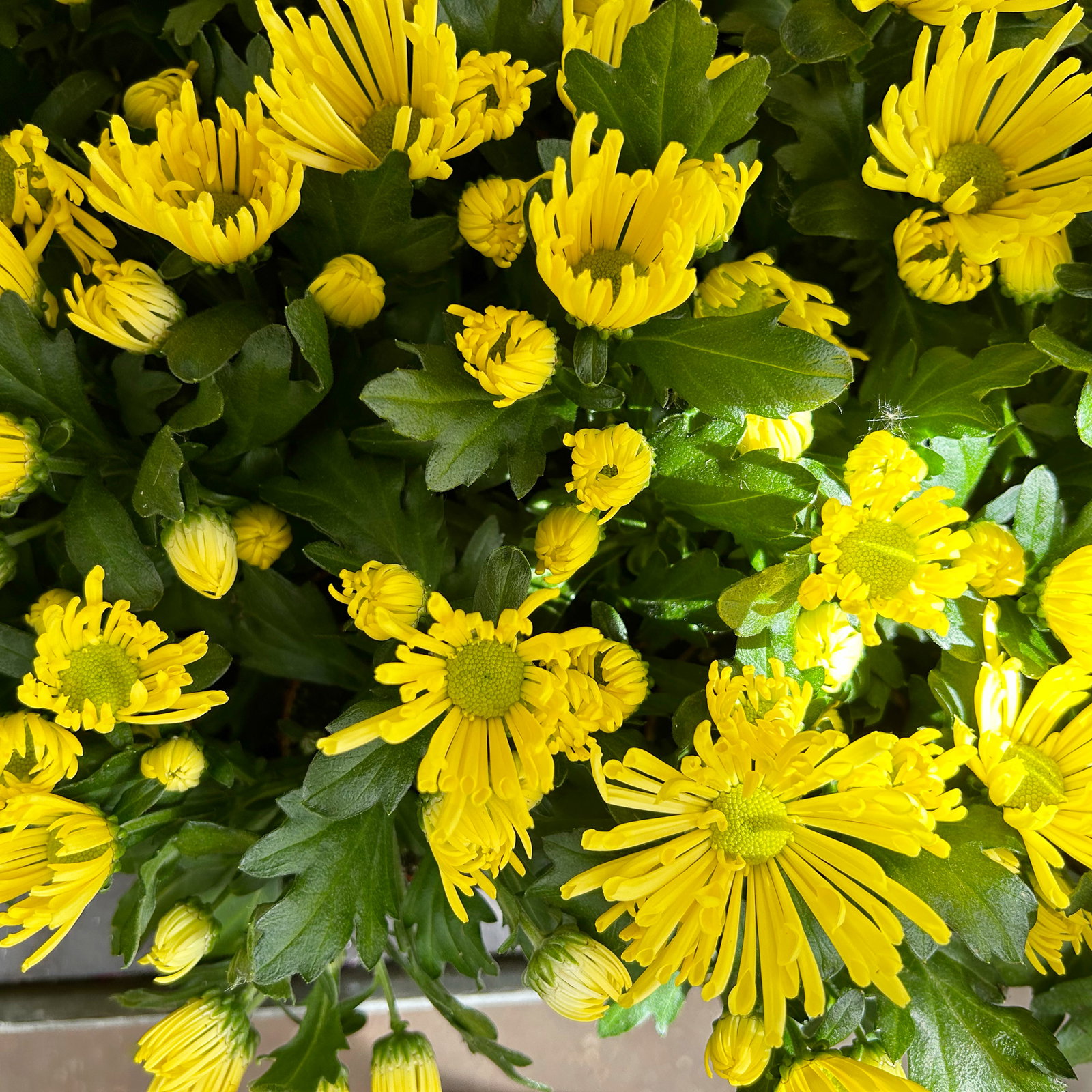 Chrysantheme Mini 'Spider'gelb, spinnenblütig, Topf-Ø 7cm, 8 Stück