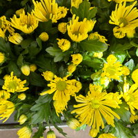 Chrysantheme Mini 'Spider'gelb, spinnenblütig, Topf-Ø 7cm, 8 Stück