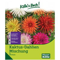 Kaktus-Dahlien Mischung, 3 Blumenknollen