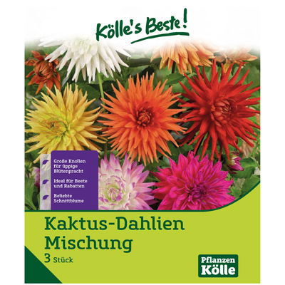 Kaktus-Dahlien Mischung, 3 Blumenknollen Kaktus-Dahlien Mischung, 3 Blumenknollen