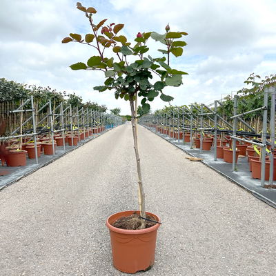 Stammrose 'Kölle's Rosensymphonie'®, Edelrose, Stammhöhe 60 cm im 7,5 Liter Topf Stammrose 'Kölle's Rosensymphonie'®, Edelrose, Stammhöhe 60 cm im 7,5 Liter Topf