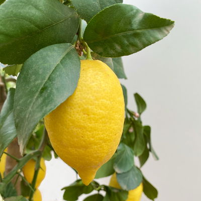 Zitronenbaum, Stamm, Topf-Ø 33 cm, Höhe ca. 150 cm