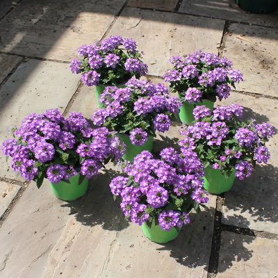 Eisenkraut, lila, Topf-Ø 12 cm, 6 Pflanzen