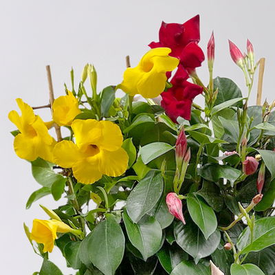 Dipladenie 'Duo' rot-gelb, Spalier, Topf-Ø 17 cm, Höhe ca. 50 cm