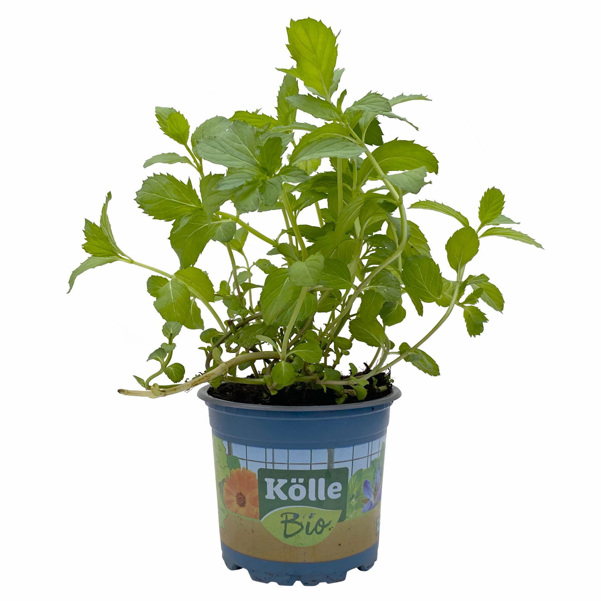 Kölle Bio Schweizer Minze, 12 cm Topf