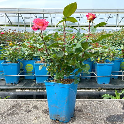 Duftende Edelrose 'Augusta Luise®', rose - aprikot, Topf 5 Liter Duftende Edelrose 'Augusta Luise®', rose - aprikot, Topf 5 Liter