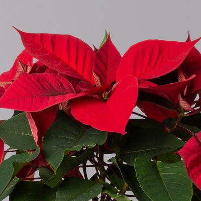Weihnachtsstern rot, Topf-Ø 12/13 cm, 3er-Set Weihnachtsstern rot, Topf-Ø 12/13 cm, 3er-Set