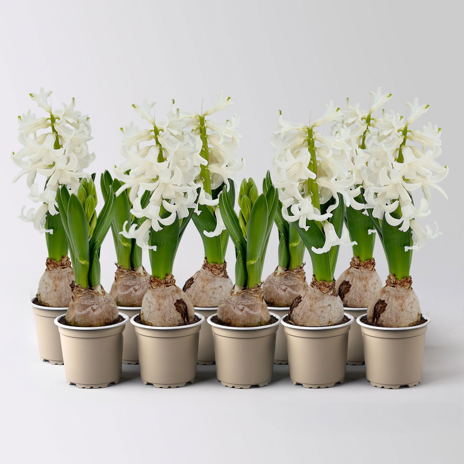 Hyazinthe, Mini, weiß, Topf-Ø 6 cm, 10 Pflanzen