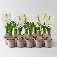 Hyazinthe, Mini, weiß, Topf-Ø 6 cm, 10 Pflanzen
