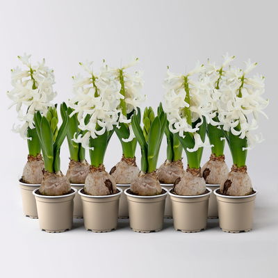 Hyazinthe, Mini, weiß, Topf-Ø 6 cm, 10 Pflanzen