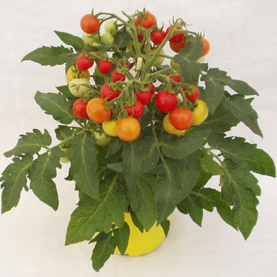 Blu Bio Minitomatenpflanze 'Mini-Tom F1', Topf-Ø 12 cm, 3er-Set Blu Bio Minitomatenpflanze 'Mini-Tom F1', Topf-Ø 12 cm, 3er-Set