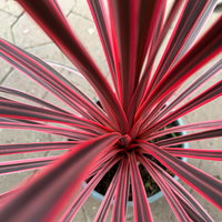 Keulenlilie 'Charlie Boy', pink-graugrün, Topf-Ø 17 cm