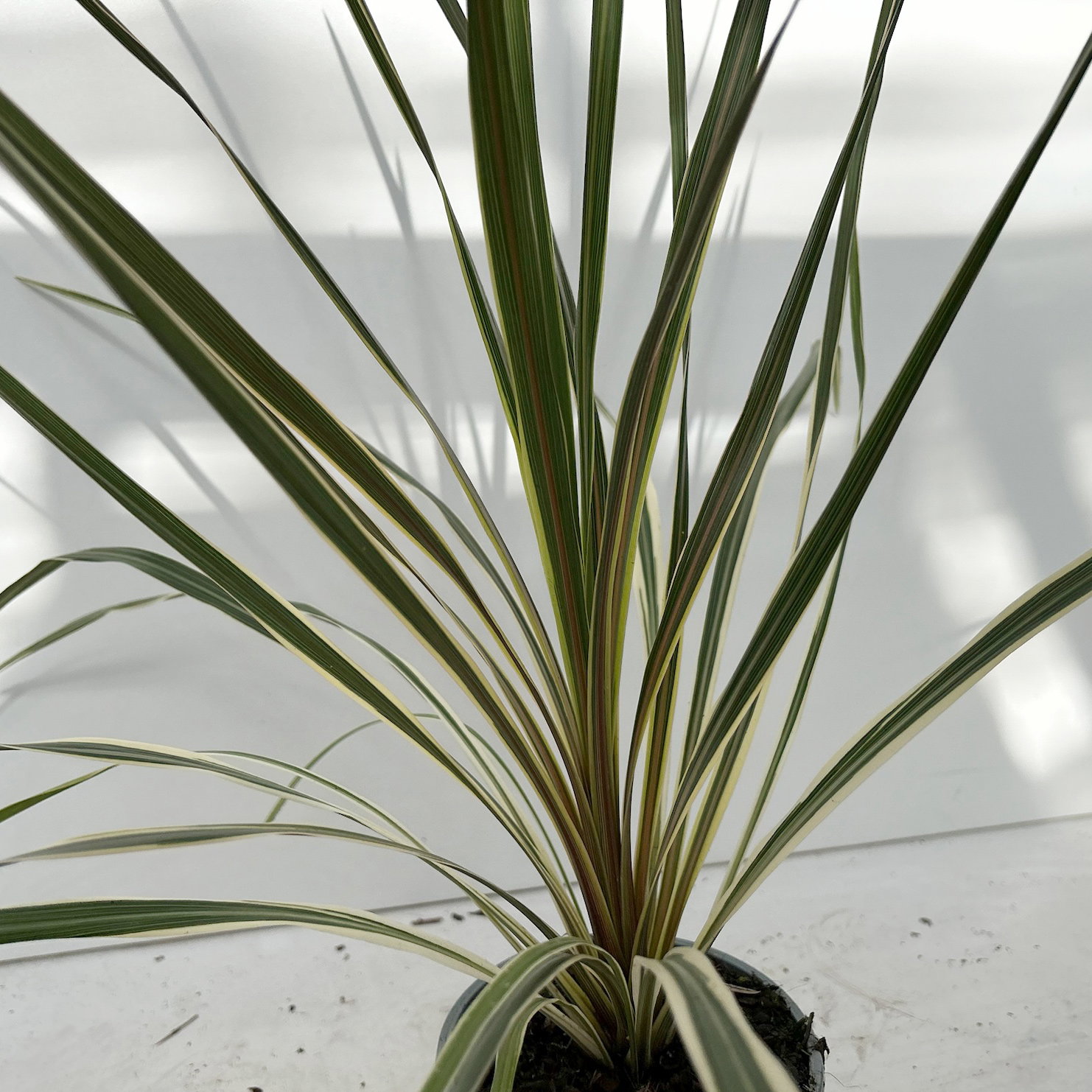 Keulenlilie 'Variegata', grün-weiß, Topf-Ø 13 cm, 3 Pflanzen Keulenlilie 'Variegata', grün-weiß, Topf-Ø 13 cm, 3 Pflanzen