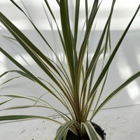 Keulenlilie 'Variegata', grün-weiß, Topf-Ø 13 cm, 3 Pflanzen Keulenlilie 'Variegata', grün-weiß, Topf-Ø 13 cm, 3 Pflanzen