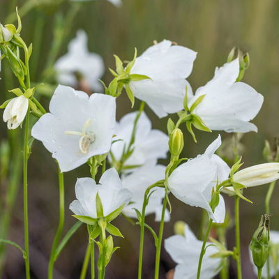 Schattenstauden Set, 18 Pflanzen für 3 m², bunt Schattenstauden Set, 18 Pflanzen für 3 m², bunt