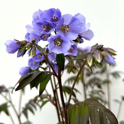 Jakobsleiter 'Heaven Scent', blau, Topf-Ø 19 cm, 2er-Set Jakobsleiter 'Heaven Scent', blau, Topf-Ø 19 cm, 2er-Set