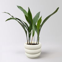 Schusterpalme, Topf -Ø 14 cm, Höhe ca. 50 cm, inkl. Keramikübertopf Byron