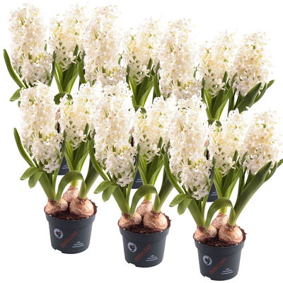Hyazinthe weiß, vorgetrieben, Topf-Ø 12 cm, 6 Pflanzen
