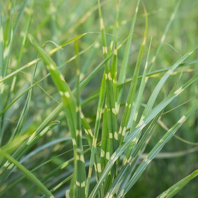 Bio Zebragras 'Zebrinus', Topf 5 Liter Bio Zebragras 'Zebrinus', Topf 5 Liter