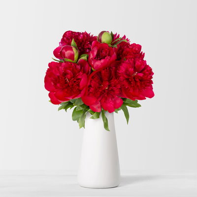 10 rote Pfingstrosen