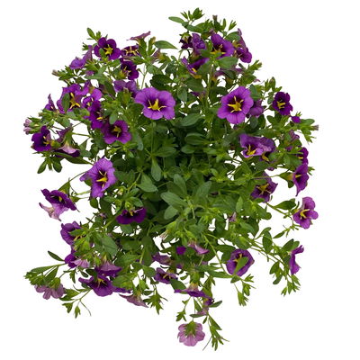 Zauberglöckchen 'Tik Tok® Grape' lila-gelb, Topf-Ø 13 cm, 6 Pflanzen
