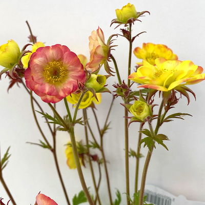 Bio Nelkenwurz 'Nonna', gelborange halbgefüllt, Topf-Ø 12 cm, 3 Pflanzen Bio Nelkenwurz 'Nonna', gelborange halbgefüllt, Topf-Ø 12 cm, 3 Pflanzen