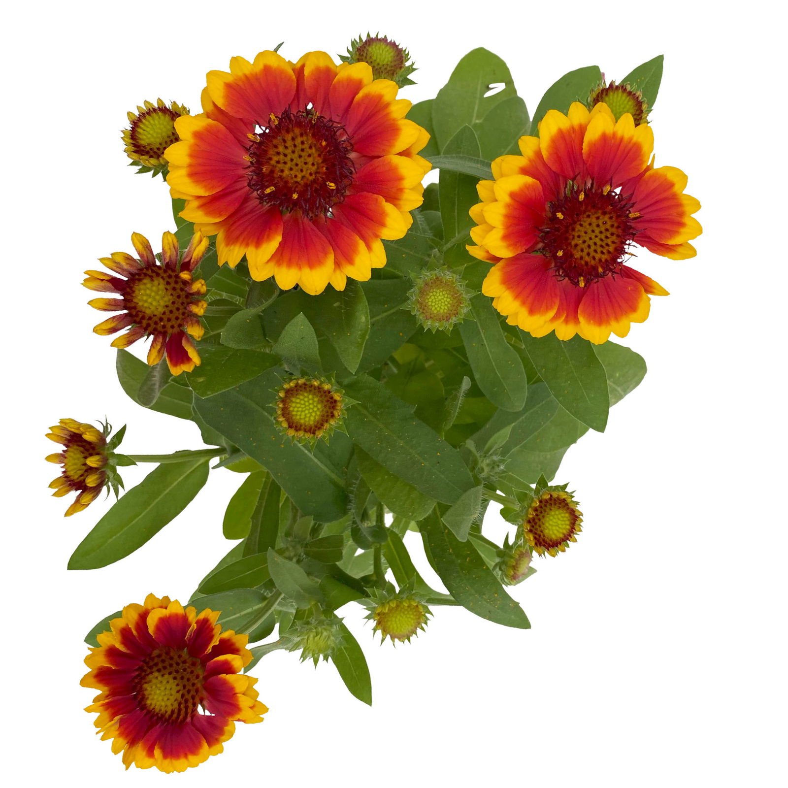 Kokardenblume, Farbe zufällig, Topf-Ø 12/13 cm, 6er-Set