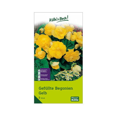 Gefüllte Begonie, gelb, 3 Blumenknollen Gefüllte Begonie, gelb, 3 Blumenknollen