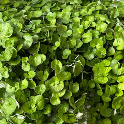 Pflanzenkreation 'Tequila Sunrise', 12 Pflanzen inkl. Erde und Dünger