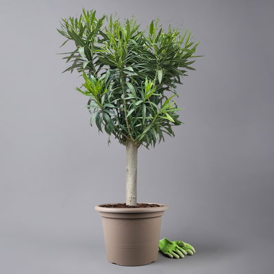 Oleander, Farbe zufällig, Stamm, Topf-Ø 33 cm, Höhe ca. 100 cm