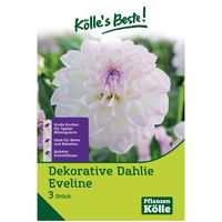 Dekorative-Dahlie 'Eveline' weiß/rosa, 3 Blumenknollen