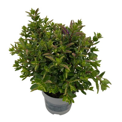 Hebe 'All Blooms®', blau, Topf-Ø 12 cm, 3 Pflanzen Hebe 'All Blooms®', blau, Topf-Ø 12 cm, 3 Pflanzen