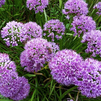 Bio Zierlauch 'Millenium', rotviolett, Topf 11x11 cm, 3 Pflanzen Bio Zierlauch 'Millenium', rotviolett, Topf 11x11 cm, 3 Pflanzen