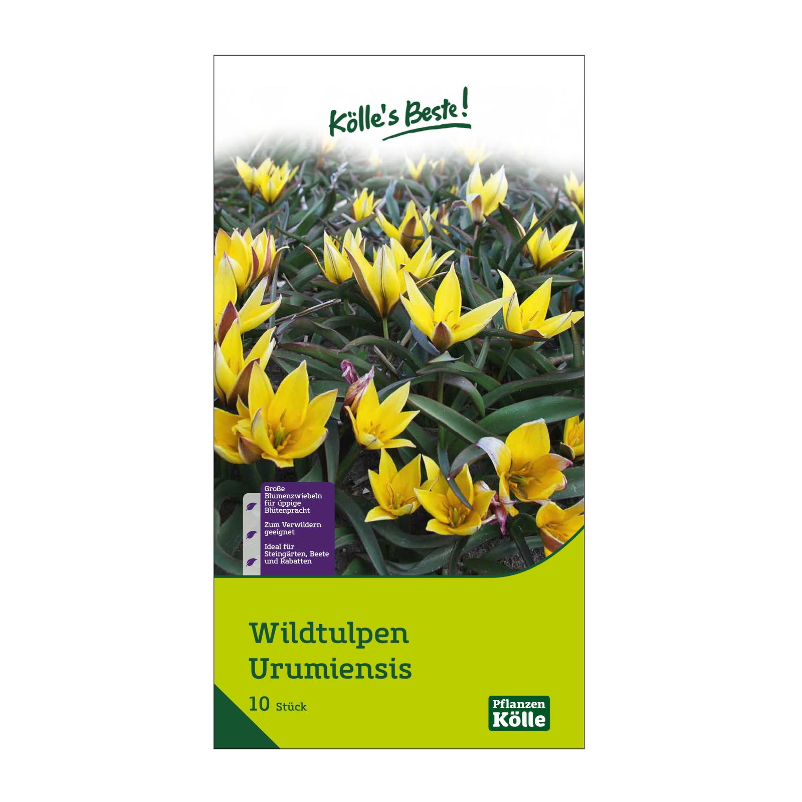 Wildtulpen Urumiensis gelb, 10 Blumenzwiebeln