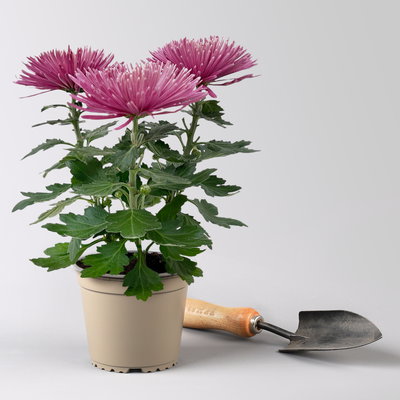 Chrysantheme 'Anastasia', lila, großblumig, Topf-Ø 13 cm, 3 Pflanzen Chrysantheme 'Anastasia', lila, großblumig, Topf-Ø 13 cm, 3 Pflanzen