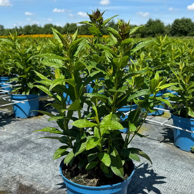 Kölles Beste Flammenblume 'Adessa® Red', 3 Liter Topf