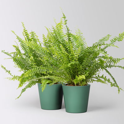 Schwertfarn in Keramiktopf Dallas seegrün, Topf-Ø 12cm, 2 Pflanzen