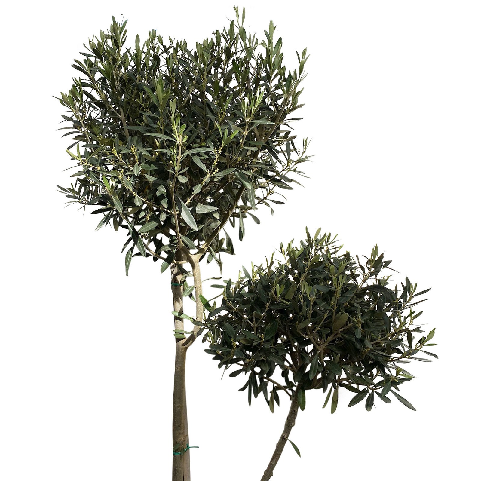 Olivenbaum ''Pompon', verzweigter Stamm, Topf-Ø ca. 33 cm, Höhe ca. 130 cm
