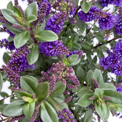Hebe 'All Blooms®', Farbe zufällig, Topf-Ø 17 cm Hebe 'All Blooms®', Farbe zufällig, Topf-Ø 17 cm