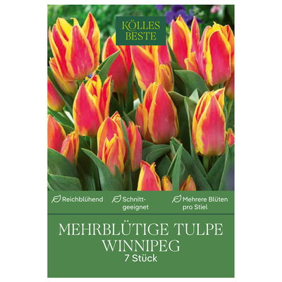 mehrblütige Tulpen 'Winnipeg', rot, gelb, Größe 11/12, 7 Blumenzwiebeln