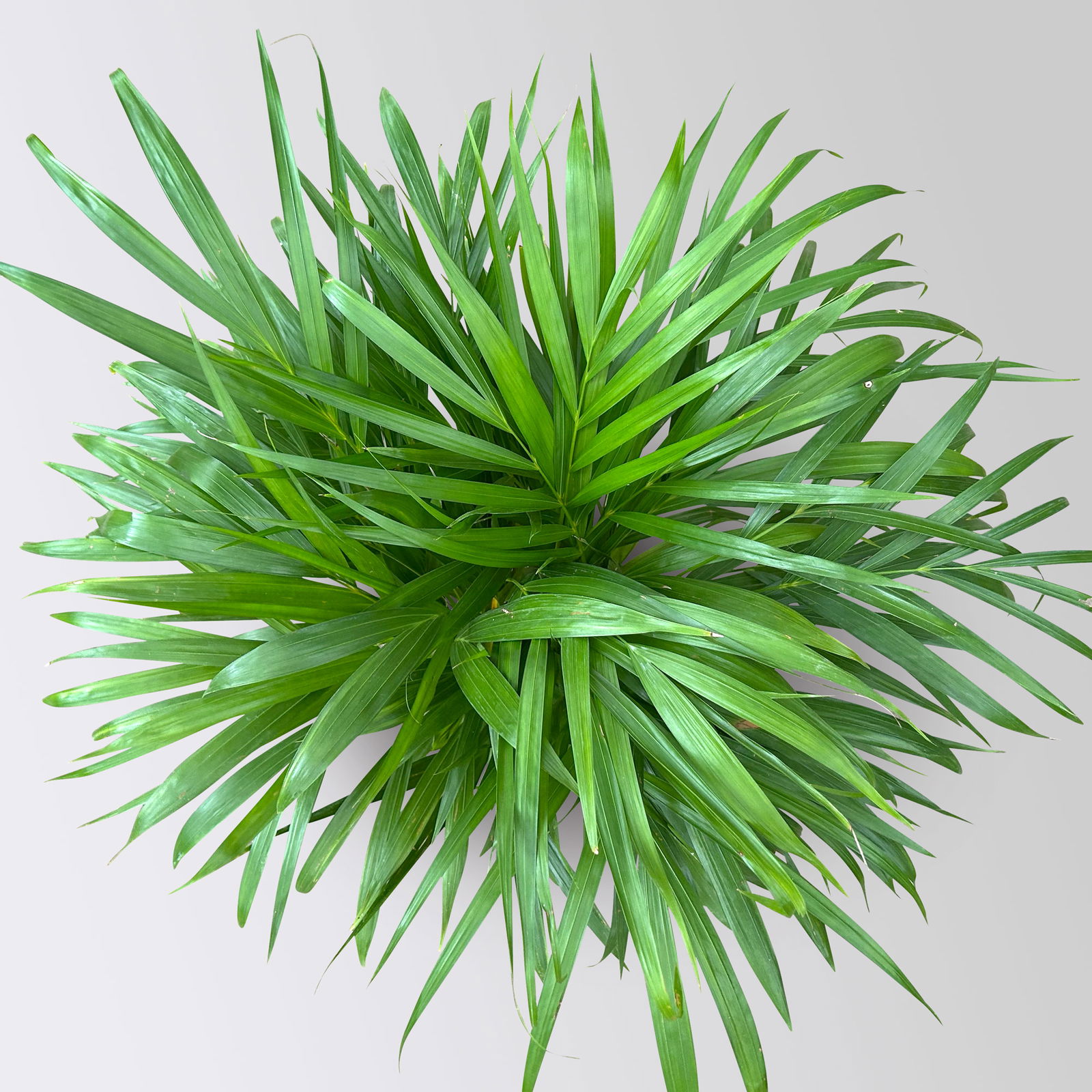Goldfruchtpalme, Topf-Ø 19 cm, Höhe ca. 80 cm